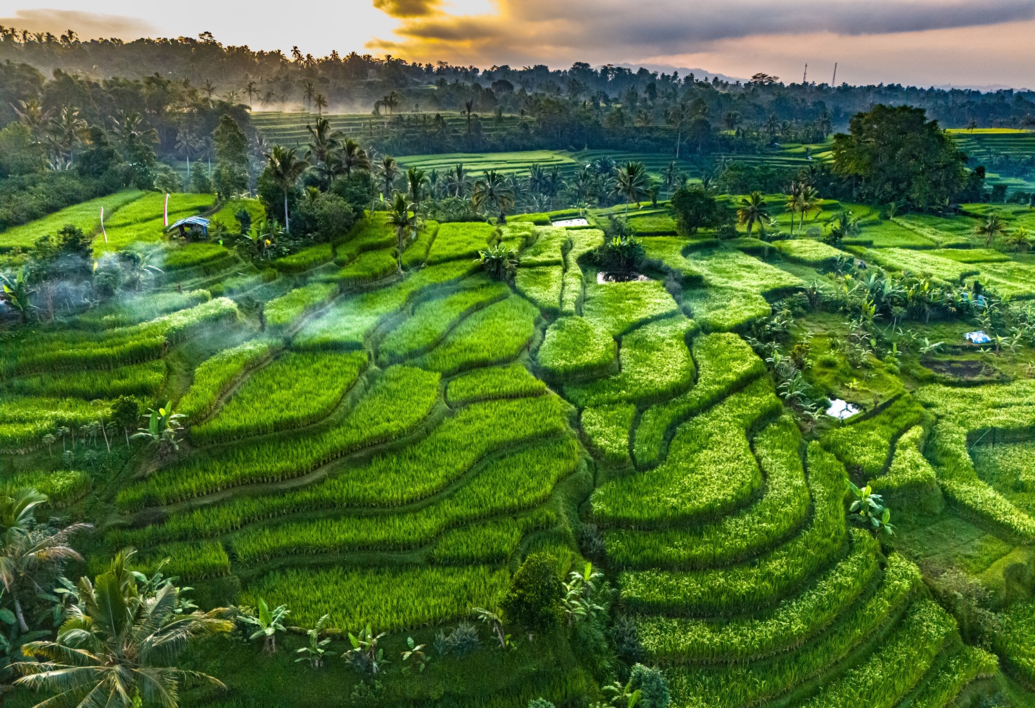 Bali's tropical rice terraces
